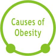 Causes of Obesity